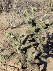 Cylindropuntia cholla