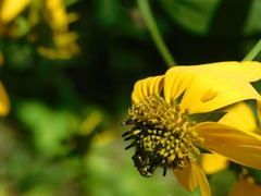 Agapostemon sericeus