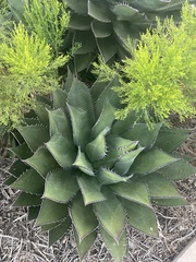 Agave shawii