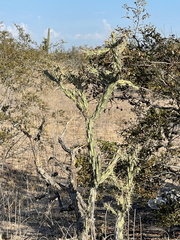Cylindropuntia molesta