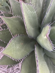 Agave shawii