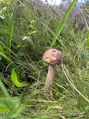 Leccinum scabrum