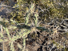 Cylindropuntia molesta