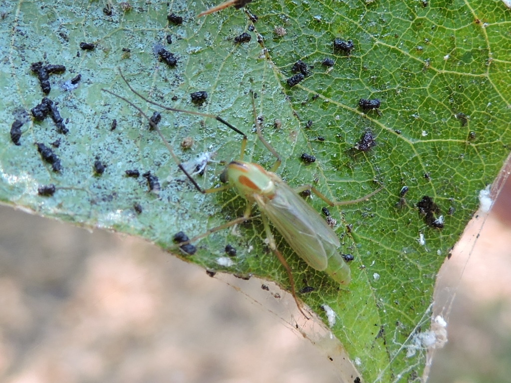 Axarus festivus from Hunt County, US-TX, US on August 15, 2015 by Sam ...