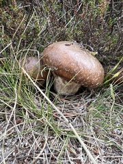 Boletus reticulatus