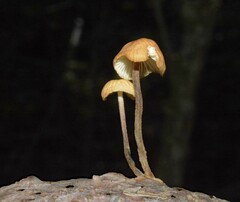 Rhizomarasmius