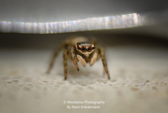 Maratus griseus