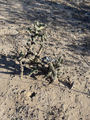 Cylindropuntia cholla