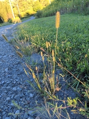 Setaria parviflora