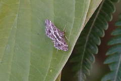 Diasemiopsis ramburialis
