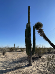 Pachycereus pringlei