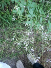 Desmodium marilandicum