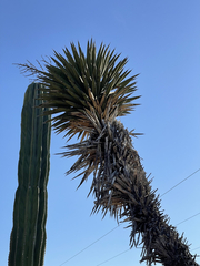Yucca valida
