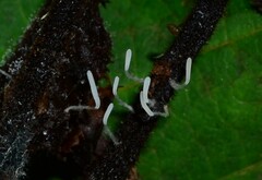 Clavariaceae