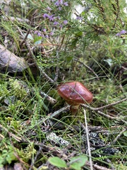 Suillus grevillei