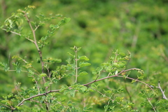 Vachellia farnesiana