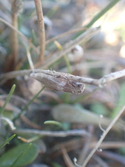 Lepidoscia heliochares