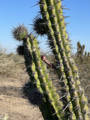 Stenocereus gummosus