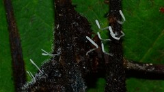 Clavariaceae