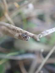 Lepidoscia heliochares