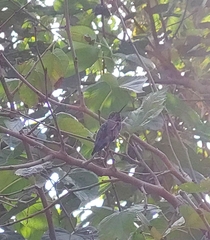 Calypte anna