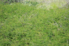 Vachellia farnesiana