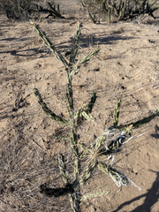 Cylindropuntia molesta