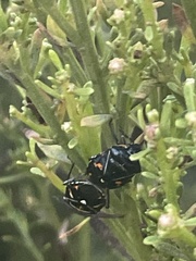 Murgantia histrionica