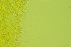 Clavariaceae