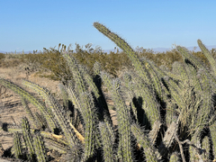 Stenocereus gummosus