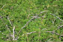 Vachellia farnesiana