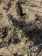 Cylindropuntia cholla
