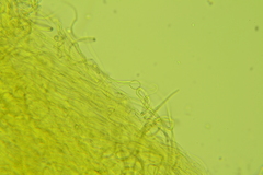 Clavariaceae