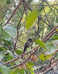 Calypte anna