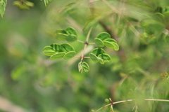 Vachellia farnesiana
