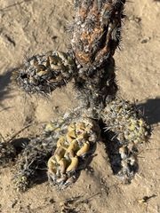 Cylindropuntia cholla