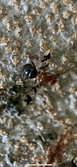 Epiplatea erosa