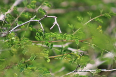 Vachellia farnesiana