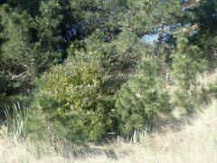 Acacia longifolia sophorae