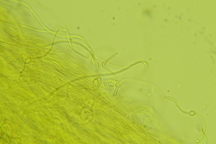 Clavariaceae