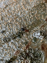 Epiplatea erosa