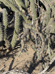 Stenocereus gummosus