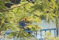 Pyrocephalus rubinus