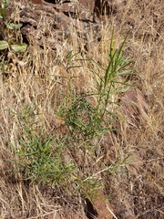 Asclepias fascicularis