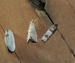 Notocelia incarnatana