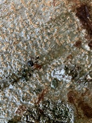 Epiplatea erosa