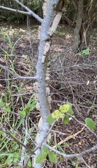 Ulmus