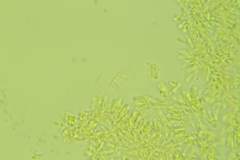 Clavariaceae