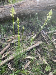 Stackhousia aspericocca