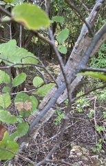 Ulmus